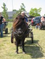 /album/menrit-04-06-2011/zeeuwse-menrit-juni-2011-014-jpg/
